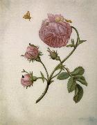 Maria Sibylla Merian Bush Rose with Leafminer Moth,Larva,and Pupa oil painting artist